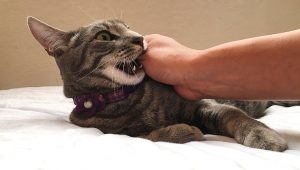 How To Stop My Cat From Biting
