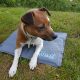 Henry wag pet cooling mat small